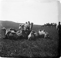 1911 07 23 Transbaïkalie Khadaboulak troupeau chameaux dans la steppe