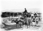 1897 09 02 Géorgie  Route avant Mtakhet charrette à boeufs relais de poste