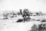 1897 09 18 Turkménistan Merv chameau devant les murs de  Bairam Ali