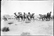 1897 09 18 Turkménistan Merv chameaux devant les murs de  Bairam Ali